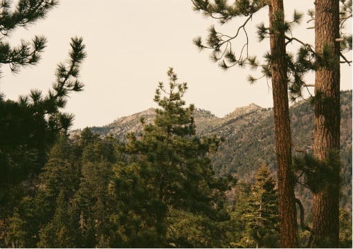 Holcomb Valley Trail Run 2026: Your Complete Guide (+ Where to Stay in Big Bear)