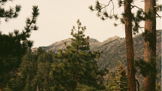 Holcomb Valley Trail Run 2026: Your Complete Guide (+ Where to Stay in Big Bear)