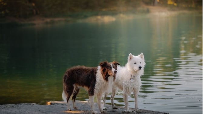 Big Bear With Your Dog: Everything You Need to Know